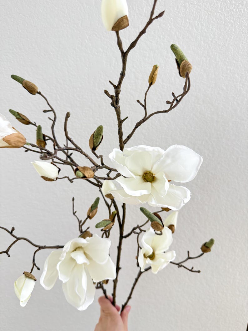 Puede incluir: Primer plano de una rama de magnolia con varias flores blancas en plena floraci&oacute;n y capullos sin abrir. Las flores son de color blanco cremoso con un centro amarillo. Las ramas son marrones y los capullos verdes.