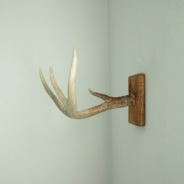 Handmade Deer Antler Jewelry Or Multipurpose Holder Wall Hanger Antler Decor (No.2)