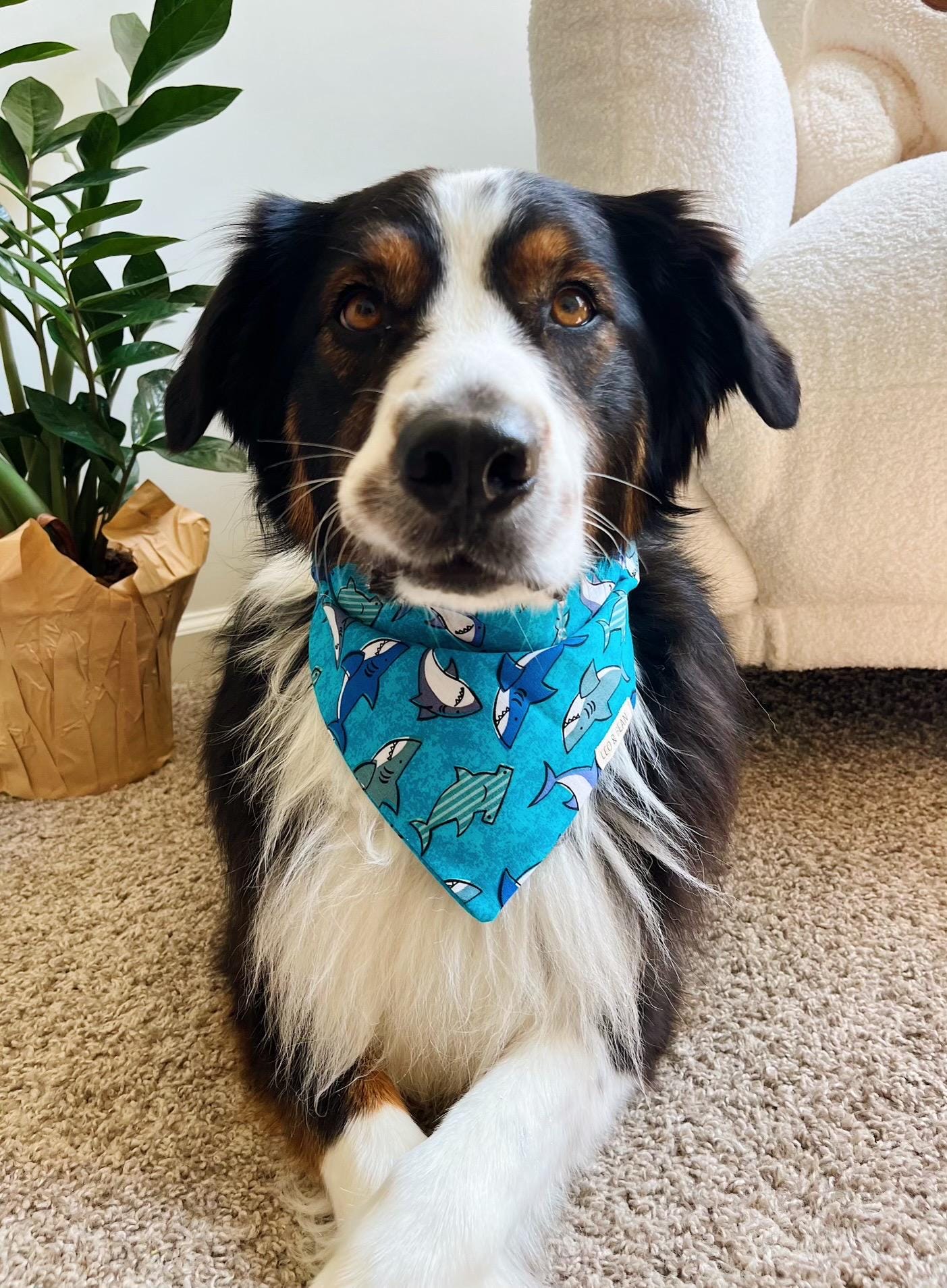 Hundehalstuch „Birthday Boy“ – Navy Blau Für Kleine & Mittelgroße Hunde, Weiches Polyester