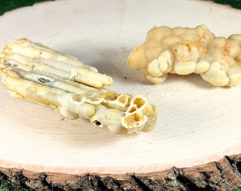 Rare Botryoidal Chalcedony Petrified Wood