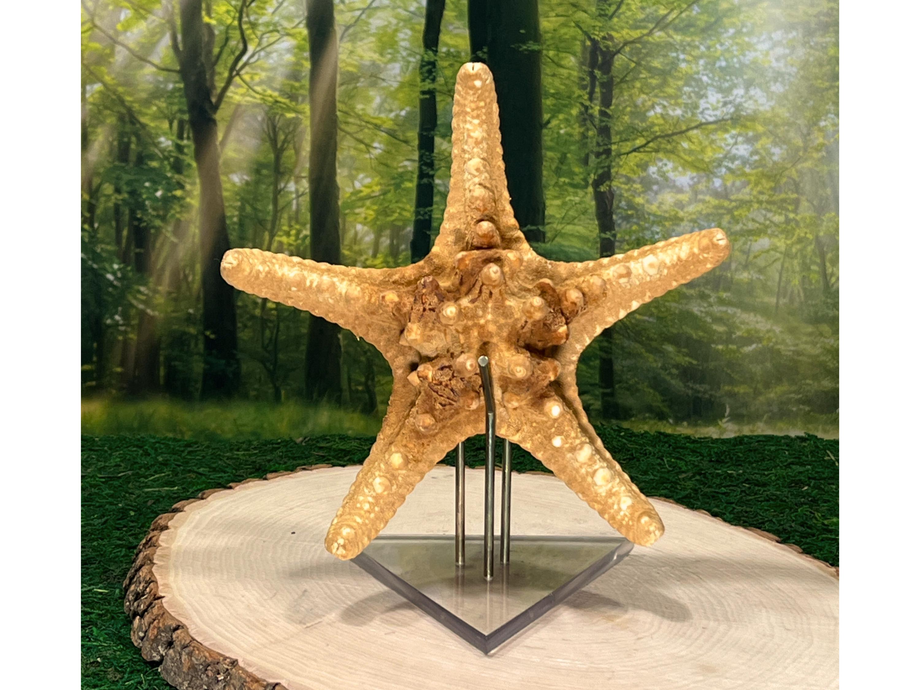 Taxidermy Starfish - Etsy
