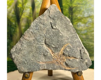 Fósil de estrella de mar frágil Ophuridae