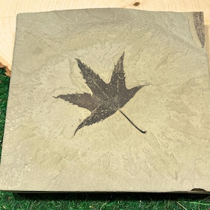 Puede incluir: Una piedra cuadrada, de color gris claro, con una impresión de fósil de hoja marrón oscuro. La hoja tiene cinco lóbulos distintos y un tallo largo. La piedra está sobre una superficie de madera y hierba verde.