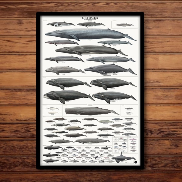 Every Whale and Dolphin of the World; 24x36 Cetacea Poster; Drawn to Scale