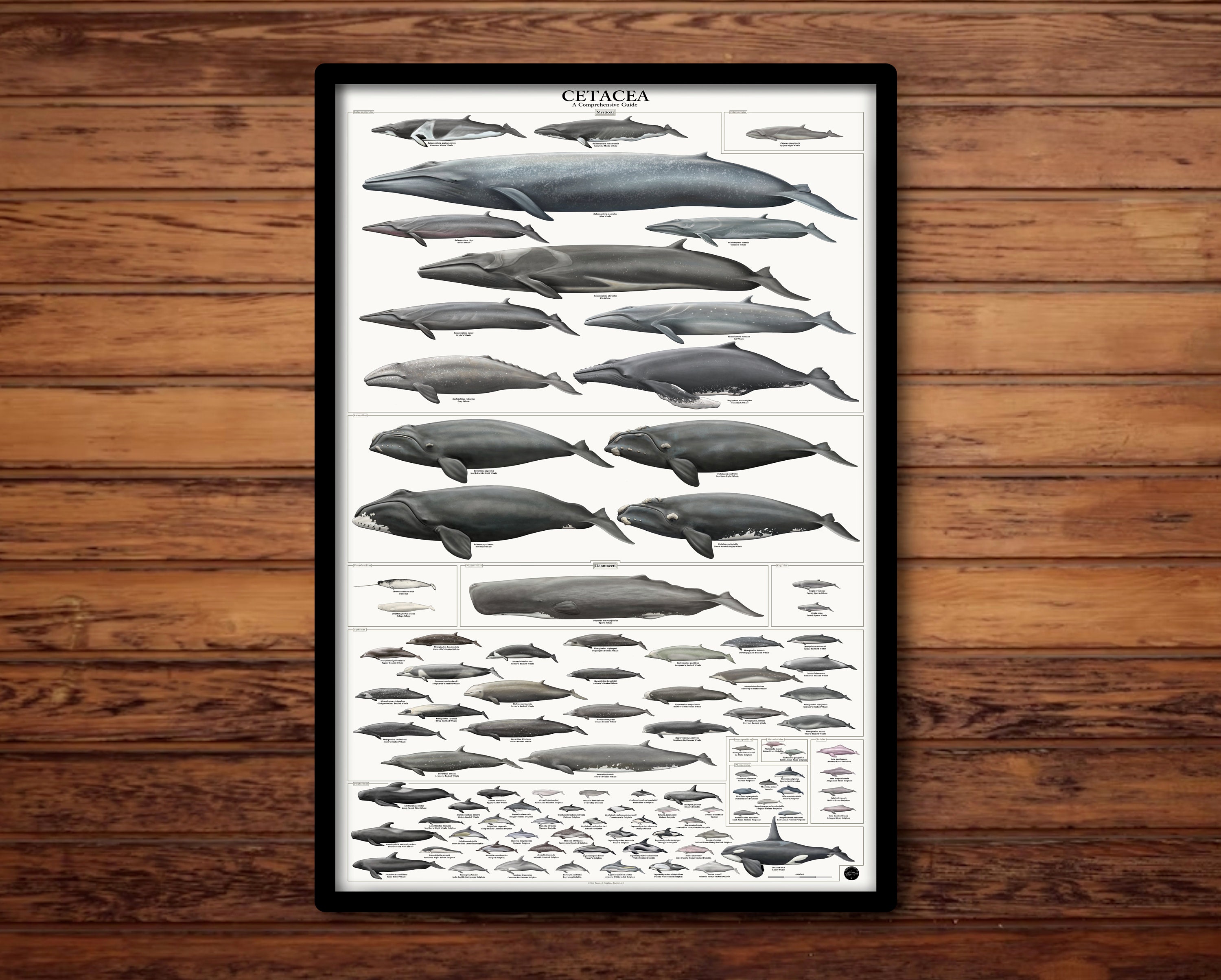 Whale Poster - Etsy