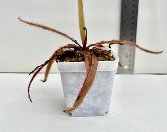 Lance Leaf Sundew, Drosera Adelae, Lovely Carnivorous Houseplant, 2-4in, Bare-root, Free Shipping!