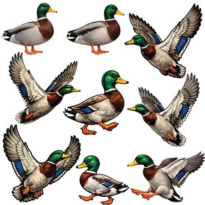May include: A collection of nine illustrations of male mallard ducks. The ducks have green heads, brown chests, gray and white bodies, and blue wing accents. Some ducks are standing, while others are in flight with wings spread.