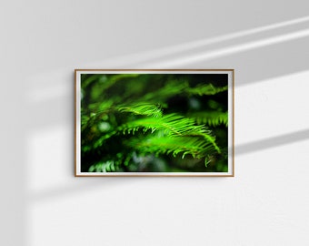 Ferns 1, Forest, Oregon, Digital Download, Photography, Color, Poster, Wall Decor