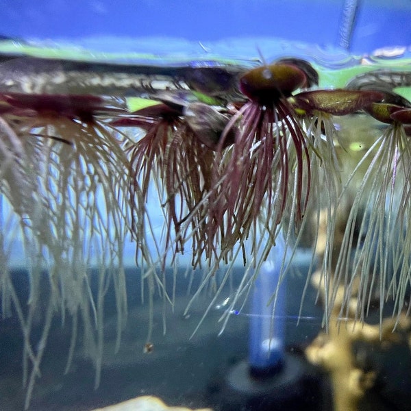 Giant Duckweed (red roots) Spirodela polyrhiza | Floating Plant | Freshwater Aquarium Plant