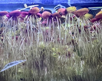 Giant Duckweed (red roots) Spirodela polyrhiza | Floating Plant | Freshwater Aquarium Plant