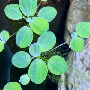May include: Close-up of floating aquatic plants with bright green, rounded leaves. The leaves are arranged in a rosette pattern, with delicate roots trailing beneath the surface of the water. The plants are a vibrant addition to an aquarium or pond.