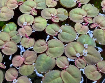 Red Root Floater | Phyllanthus fluitans | Floating Plant | Freshwater Aquarium Plant