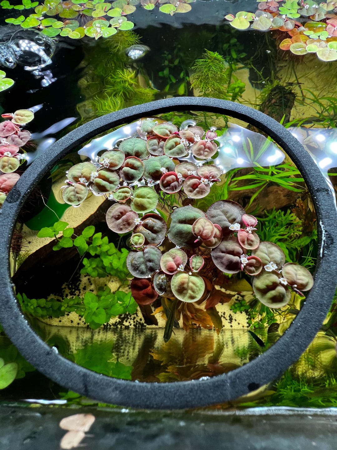 Floating Aquarium Ring for Plants/feeding - Etsy