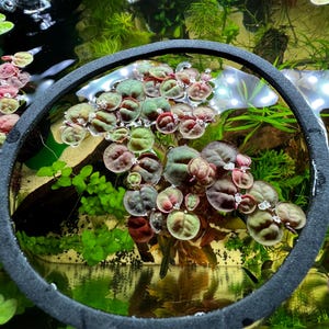 May include: A close-up view of an aquarium with aquatic plants. The image features a black circular frame holding floating plants with green and reddish-purple leaves. The water is clear, and other green plants are visible in the background.