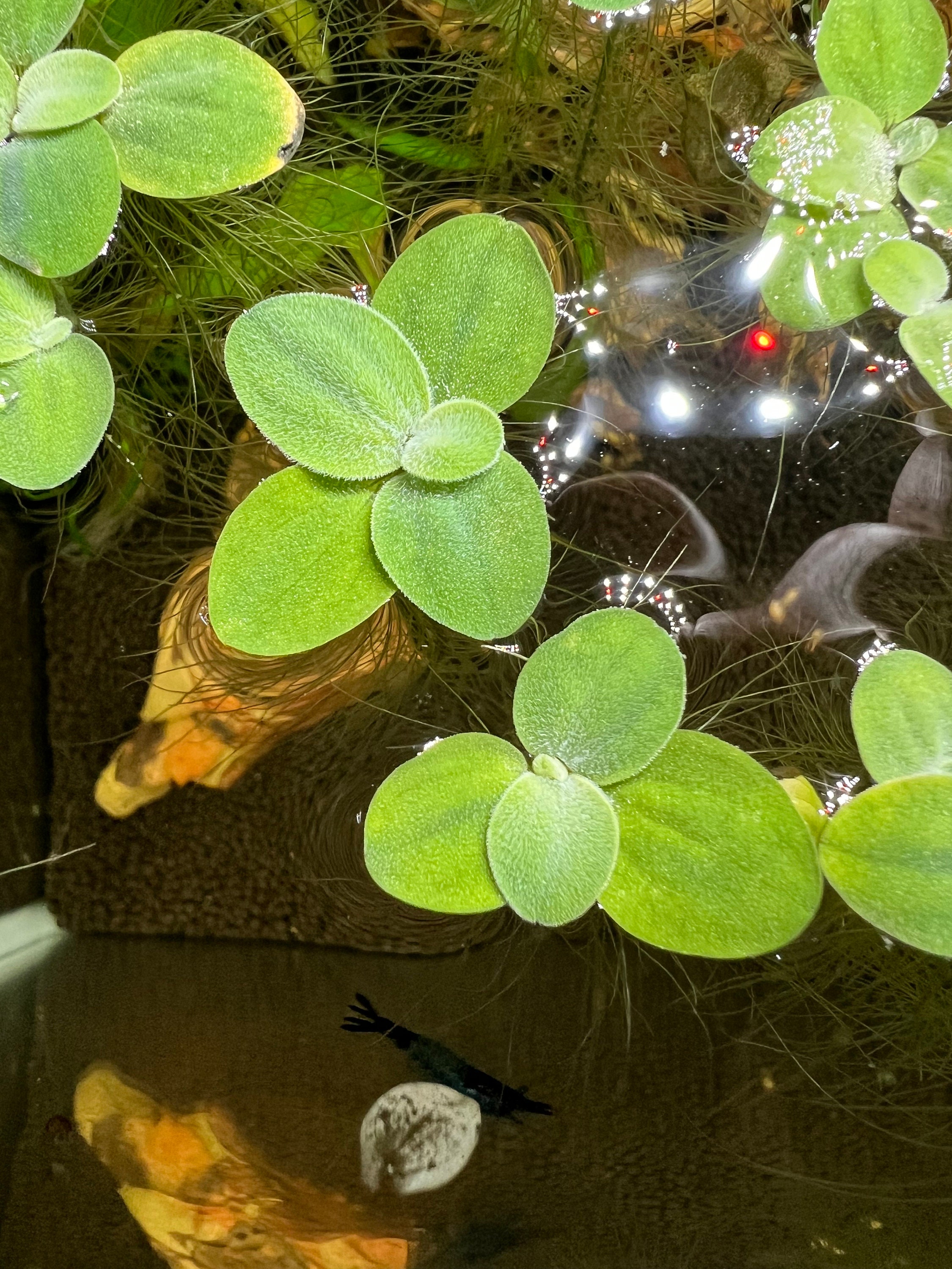 Dwarf Water Lettuce (Pistia stratiotes 'Dwarf')
