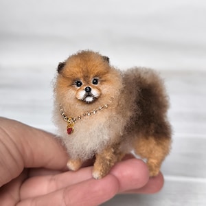 Pomeranian Spitz puppy Felice