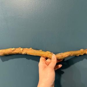 以下が含まれることがあります： 青い壁に小さな銀色のネジで取り付けられた、節がありわずかに曲がった茶色の木の枝