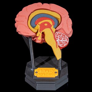 Brain Anatomical Model