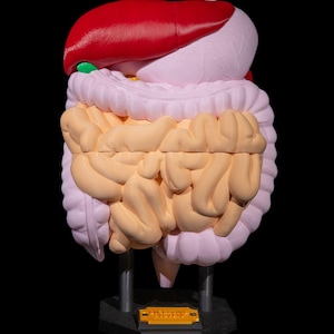 Digestive System Anatomical Model