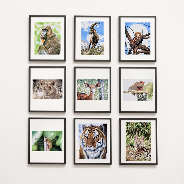 Wildlife Animals Collection Set of 18 Digital Download