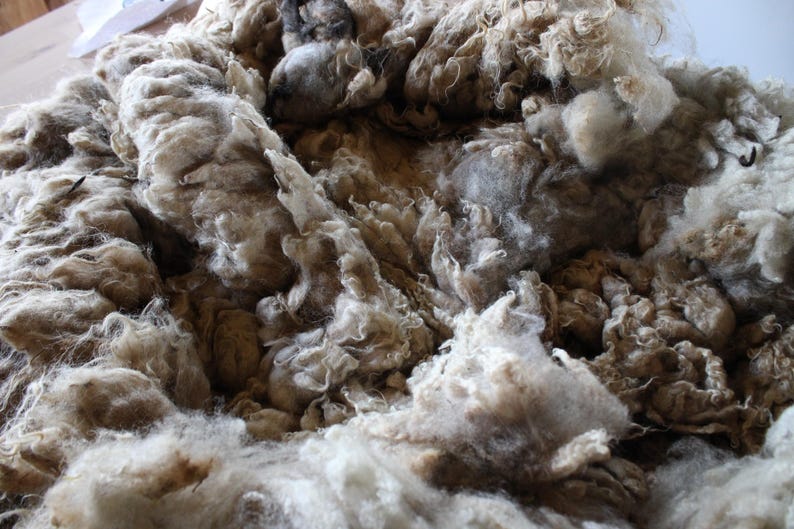 Organic Raw Shetland Wool Fleece - Broski April 2024 - Etsy