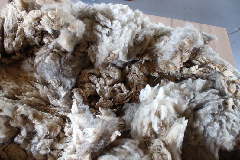 Organic Raw Shetland Wool Fleece - Broski April 2024 - Etsy