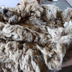 Organic Raw Shetland Wool Fleece - Broski April 2024 - Etsy