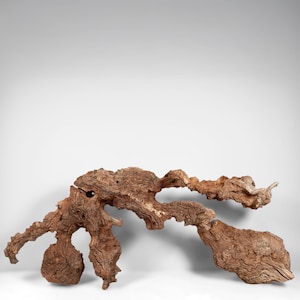 Large Burly 43&quot; Manzanita Driftwood for Aquascaping, Aquarium Driftwood, Fish Tank Decor, Vivariums, Home Decor & More!