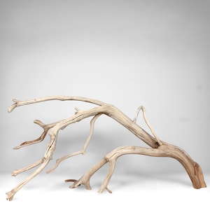 May include: A piece of light brown, weathered driftwood featuring a main branch that curves downward with several smaller, thinner twigs extending outward in various directions, showcasing a natural, textured, and sun-bleached wood surface.