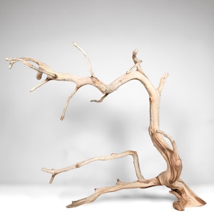 May include: A large, weathered piece of driftwood with a light tan and beige color palette. The wood features a complex, branching structure with multiple gnarled limbs extending outward from a central, curved trunk base with visible grain.