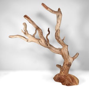 May include: A piece of light-colored driftwood with a smooth, weathered texture and intricate grain patterns. The branch features multiple extending limbs and is securely attached to a solid, textured, reddish-brown rock-like base.