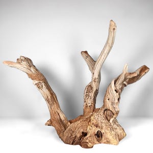 May include: A piece of light brown driftwood featuring a thick, gnarled base and three distinct, upward-reaching branches. The wood surface displays natural weathered textures, deep grooves, and intricate grain patterns throughout the structure.