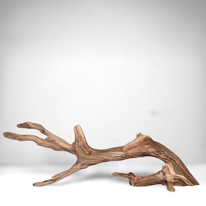 May include: A piece of weathered driftwood with a smooth, light brown surface and a complex, branching structure. The wood features natural knots, grain patterns, and organic curves, creating a sculptural form with multiple extending limbs.