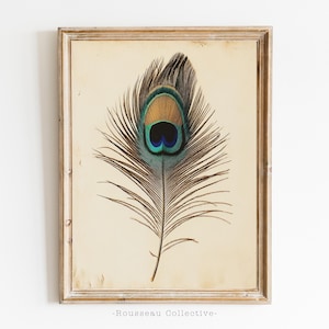 May include: A vintage print of a single peacock feather with a blue, green, and gold eye. The feather is brown and has a white background.
