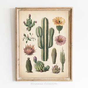 Vintage Kaktus Art Print – Wüste Sukkulente Wanddekoration – Boho Pflanzen Illustration – Ernst Haeckel Wand Kunst Home Office