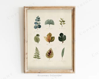 Botanical Leaf Chart Art Print | Vintage Herbarium Specimen Study | Nine Leaves | Green Wall Decor