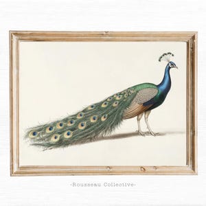 Bezaubernder Pfau Art Print - Vintage botanische Zeichnung für Bauernhaus Dekor - Natur Wanddruck, Vintage Tier Skizze, Wand Kunst Geschenk