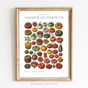 Stampa artistica di pomodori d'epoca / Illustrazione botanica antica / Varietà di pomodori antichi / Arte murale da cucina / Regalo per gli amanti del giardino / Decorazione retrò
