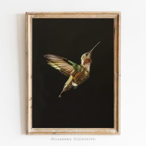 Vintage Kolibri Fotokunst Print – Edward Tufte Kunst – Dunkle botanische Wandkunst – Vintage Natur Illustration – minimalistisches Wildtier-Dekor
