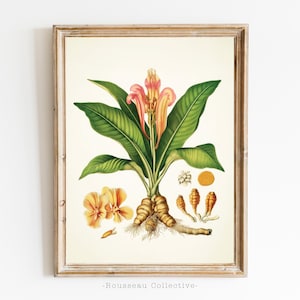 Op de afbeelding: Een vintage botanische illustratie van kurkuma, met een gedetailleerde afbeelding van de bladeren, bloemen en wortels van de plant. De illustratie is ingelijst in een licht houten lijst.