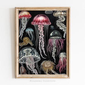 Vintage Jellyfish Print – Colorful Sea Life Poster, Ocean Marine Biology Illustration, Coastal Nautical Decor, Deep Sea Creatures Wall Art