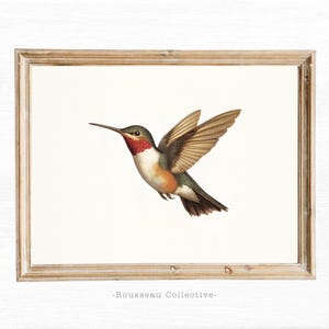 Vintage Hummingbird Art Print – Colorful Bird Wall Decor, Natural History Illustration, Tropical Cottagecore Botanical Home Decor Poster
