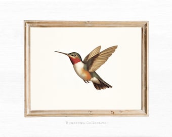 Vintage Hummingbird Art Print: Natural History Illustration