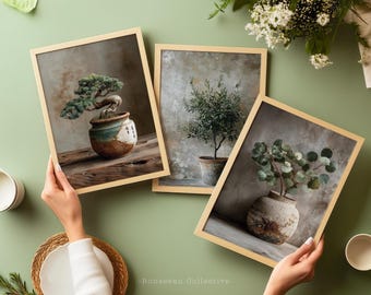 Med Bundle - Bonsai, Olive Tree, Eucalyptus (Set of 3)