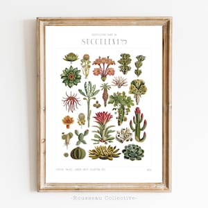 Vintage Identificatiekaart succulenten en cactussen Art Print – Botanische illustratie Crystal Palace-tentoonstelling, perfect voor liefhebbers van cactussen