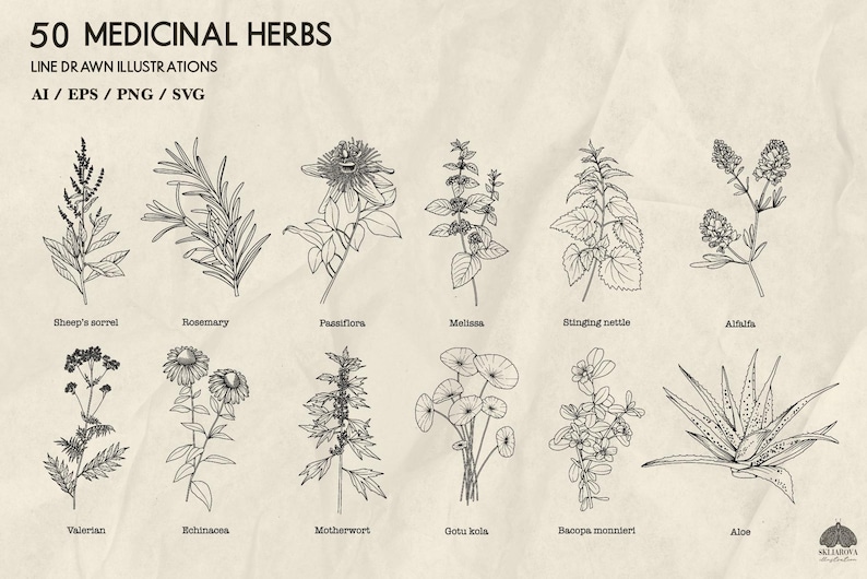 May include: Line-drawn illustrations of 50 medicinal herbs, including rosemary, echinacea, and aloe. The image features detailed botanical drawings with the names of each herb beneath. Text at the top reads "50 MEDICINAL HERBS" and "LINE DRAWN ILLUSTRATIONS."