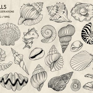 Op de afbeelding: Een verzameling van 50 zwart-witte lijntekeningen van verschillende schelpen. De illustraties zijn gedetailleerd en ingewikkeld en tonen de unieke vormen en texturen van elke schelp.