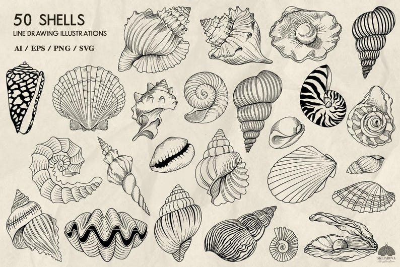 Op de afbeelding: Een verzameling van 50 zwart-witte lijntekeningen van verschillende schelpen. De illustraties zijn gedetailleerd en ingewikkeld en tonen de unieke vormen en texturen van elke schelp.