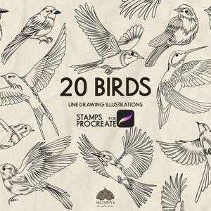 Birds Procreate Stamps Line Drawing Bird Stamp Brushes for Procreate Colibri Stamp Brush Hummingbird Swallow Sparrow Jay Procreate Brush Set