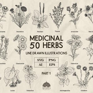 薬草SVGバンドル線画治癒植物PNG SVG植物療法イラスト植物線画アウトラインアシュワガンダアロエサルビア